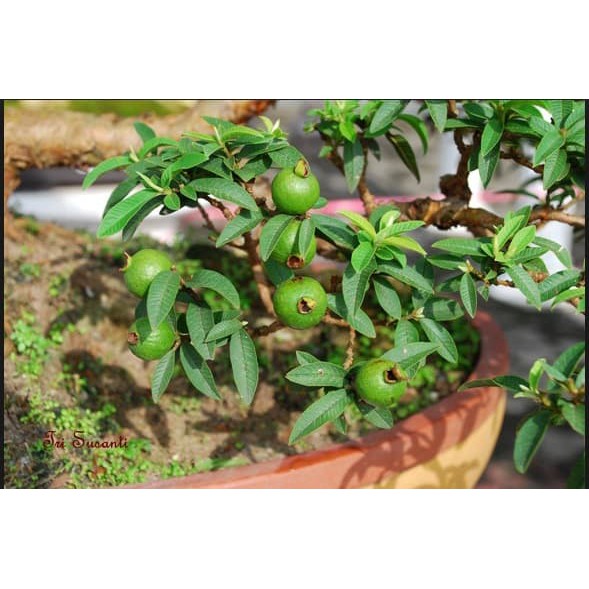 Jual Tanaman Bibit Bonsai Jambu Kerikil - Bukan Benih, Harga Termurah.  Indonesia|Shopee Indonesia