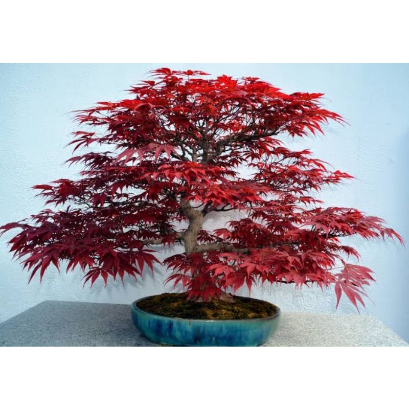 Jual Tanaman Hias Maple(Red Panama) Bonsai Indonesia|Shopee Indonesia