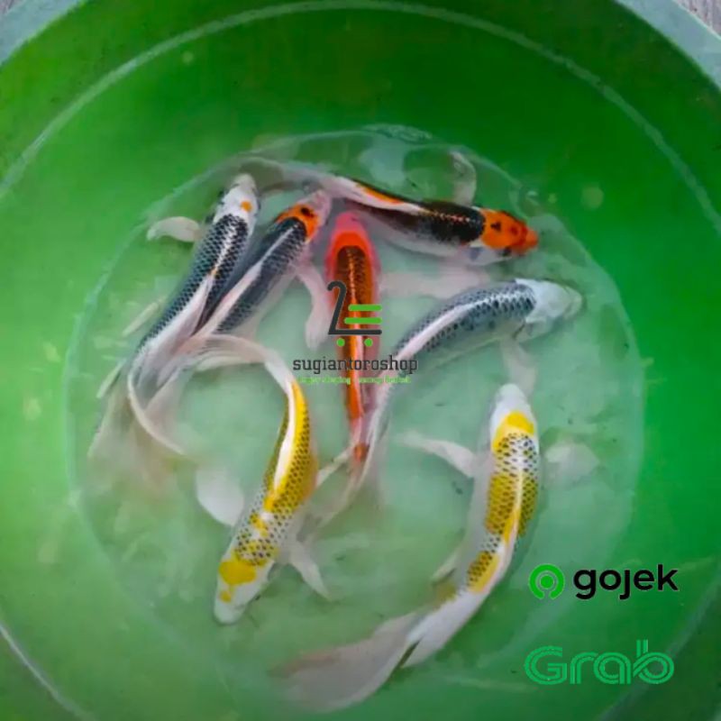 bibit ikan koi kumpay size 1215 cm Shopee Indonesia
