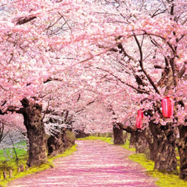Paling Populer 21+ Wallpaper Bunga Sakura 3d Joen Wallpaper
