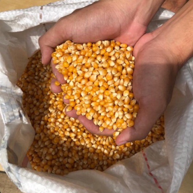 Jagung Brondong ( Bahan Popcorn Mentah ) Import 1 kg