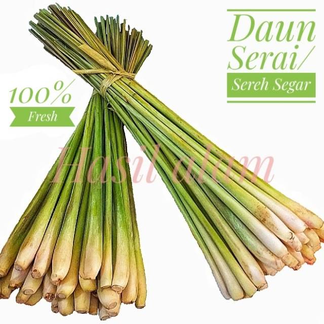 DAUN SEREH BANGKOK DAUN SEREH SEGAR SERAI BANGKOK DAUN SEREH BANGKOK