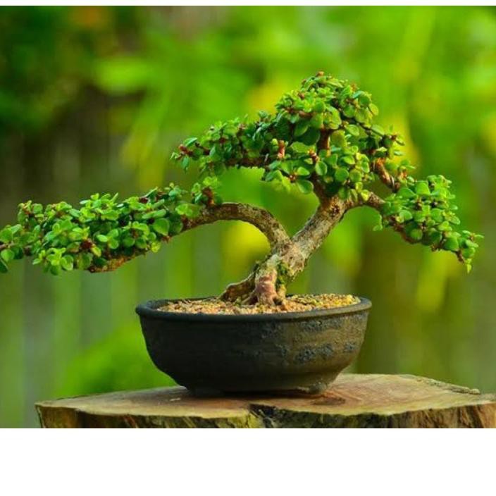 Jual Bagus Bahan Bonsai Mini Leaf Jade Plant(Batang Merah) ..  Indonesia|Shopee Indonesia