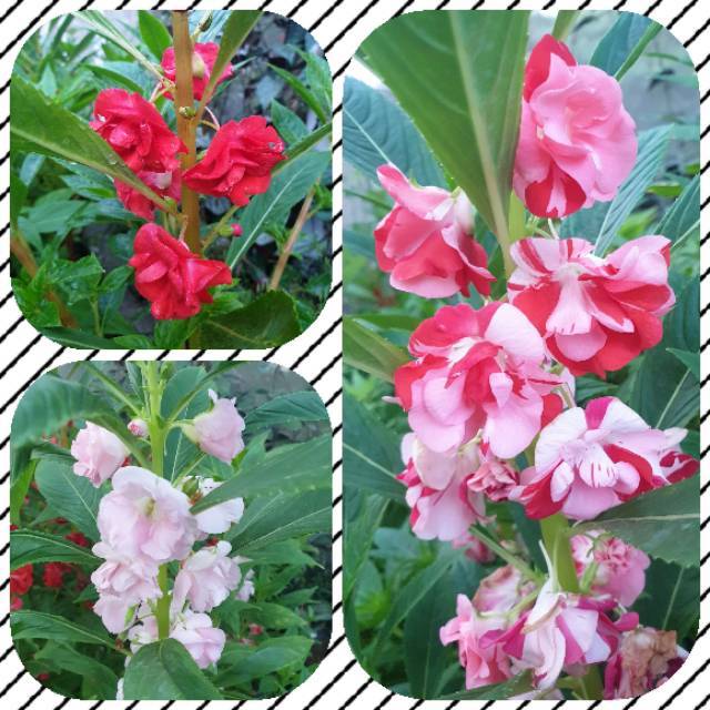 Isi 100 Benih Biji Bunga Pacar Air Putih Impatiens Balsamina Shopee Indonesia bunga pacar banyu