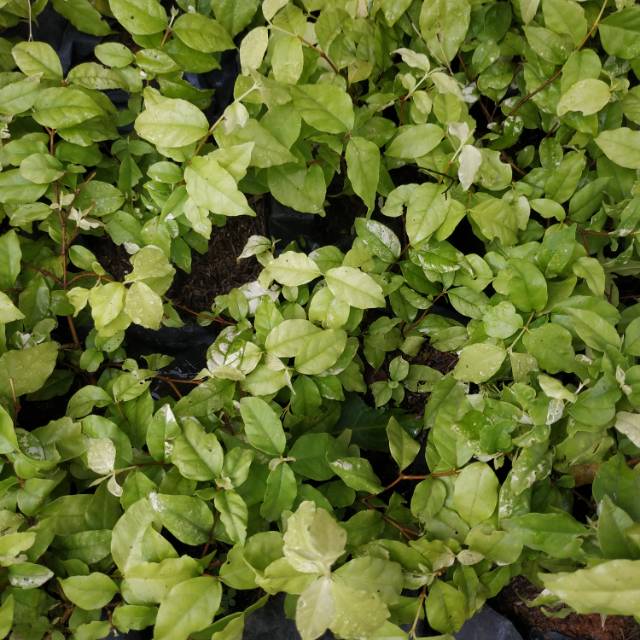 Jual Bibit Bonsai Anting Putri Kuning Langka Indonesia|Shopee Indonesia