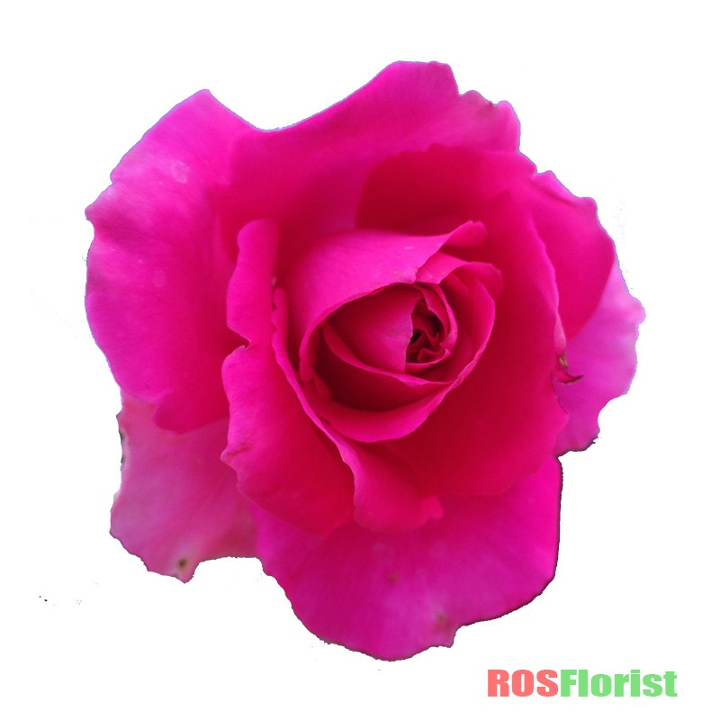 Tanaman Bunga Mawar Merah Disilangkan Dengan Tanaman Bunga Mawar Putih