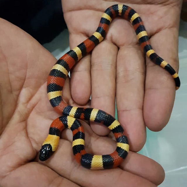 Jual Milk Snake Apricot Pueblan Baby Indonesia|Shopee Indonesia