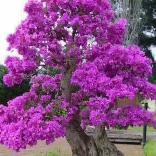 Jual Bonsai Bungur Ungu Sakura Bonggol Besar/Bonsai Sakura Lokal  Berkarakter/Bahan Bonsai Bungur Sakura Indonesia|Shopee Indonesia