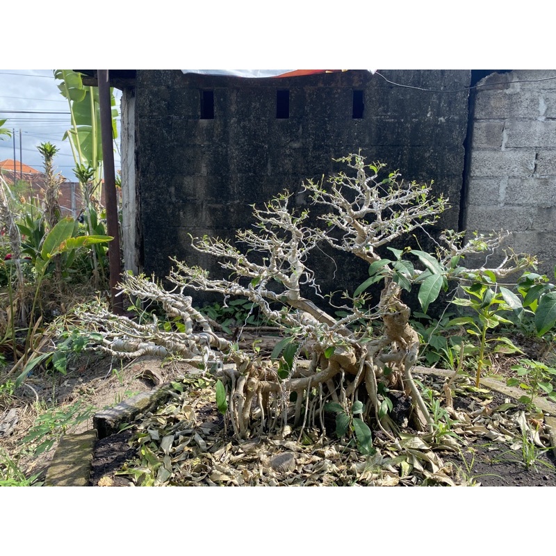 Jual Bonsai Raft Beringin Amplas Putih Unik Indonesia|Shopee Indonesia