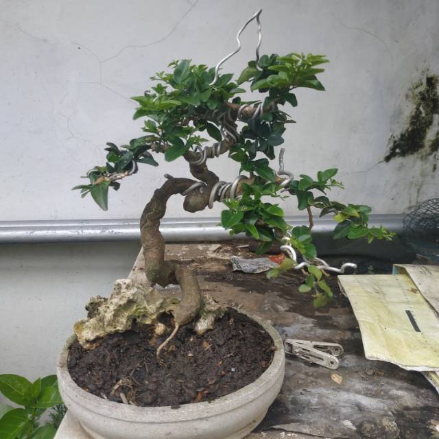 Jual Bonsai Jeruk Kingkit Kompakta Micro Indonesia|Shopee Indonesia