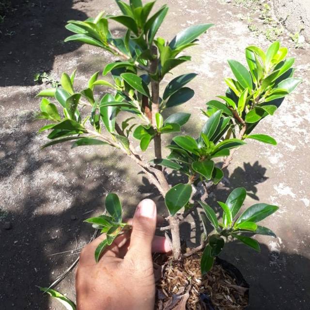 Jual Bibit Bonsai Beringin Elegan Indonesia|Shopee Indonesia