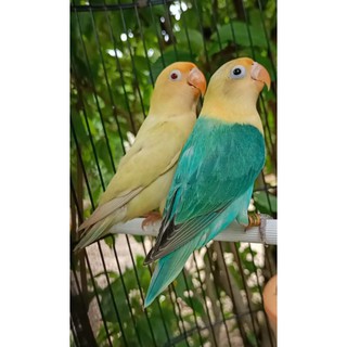 Jual Lovebird 1.0 Biola Pb/Pf Jantan Dna X 0.1 Pb Pf Euwing Betina Dna Indonesia|Shopee Indonesia 320_X_320_jpg