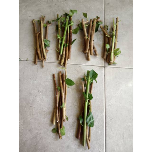Jual Stek Batang Bonsai Sancang Perbatang Indonesia|Shopee Indonesia