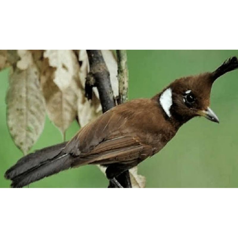 Jual Burung Cililin Coklat | Shopee Indonesia