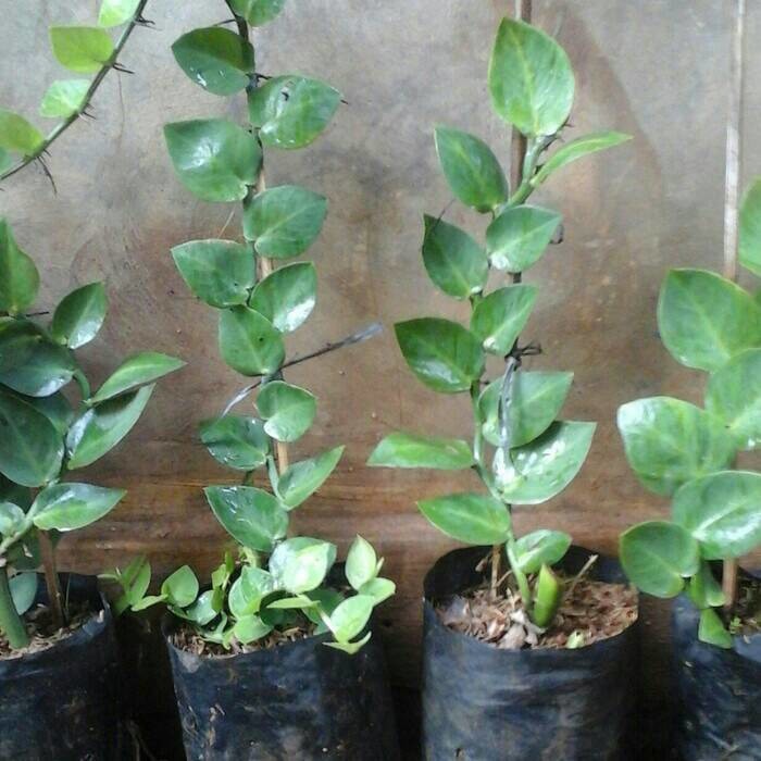 Tanaman Rambat Dinding Aneka Tanaman Bunga