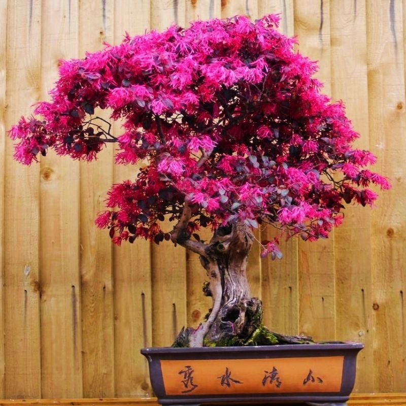 Jual Bonsai Serut Merah (Bahan) Indonesia|Shopee Indonesia
