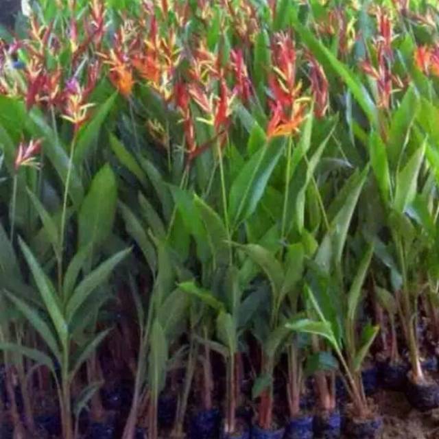 Tanaman hias Heliconia (pisang pisangan) Shopee Indonesia