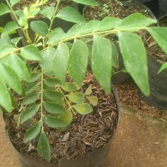 Harga Daun Kari Di Pasar