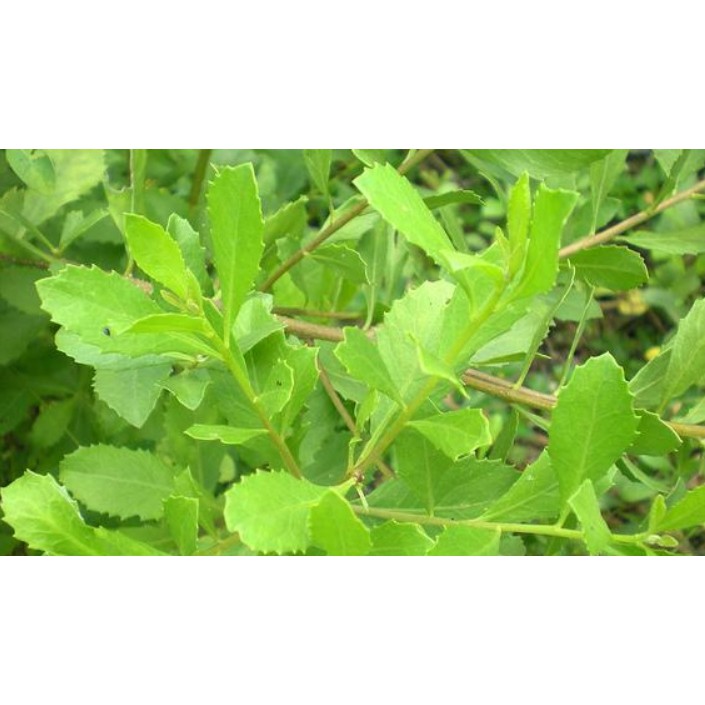 Daun Beluntas / Luntas Segar 100 Lembar Shopee Indonesia