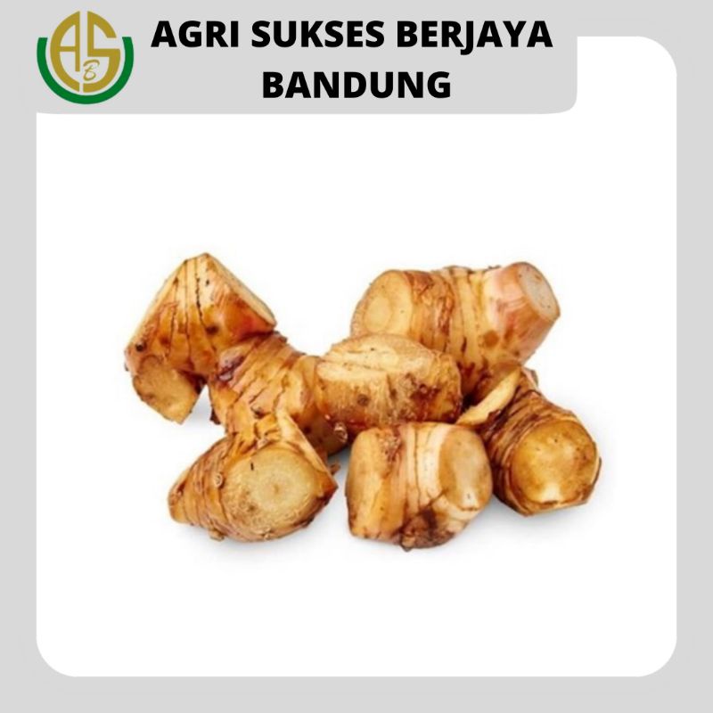 Jual Laos / Lengkuas / Lengkoas / Laja 250 Gram