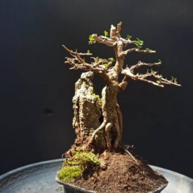 Jual Bahan Bonsai Sancang Pecah Batang Indonesia|Shopee Indonesia