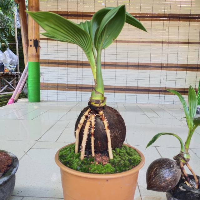 Jual Tanaman Bonsai Kelapa Indonesia|Shopee Indonesia