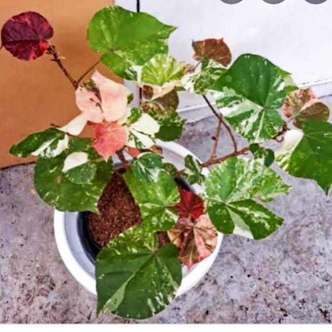 Jual Bahan Bibit Bonsai Waru Varigata Indonesia|Shopee Indonesia