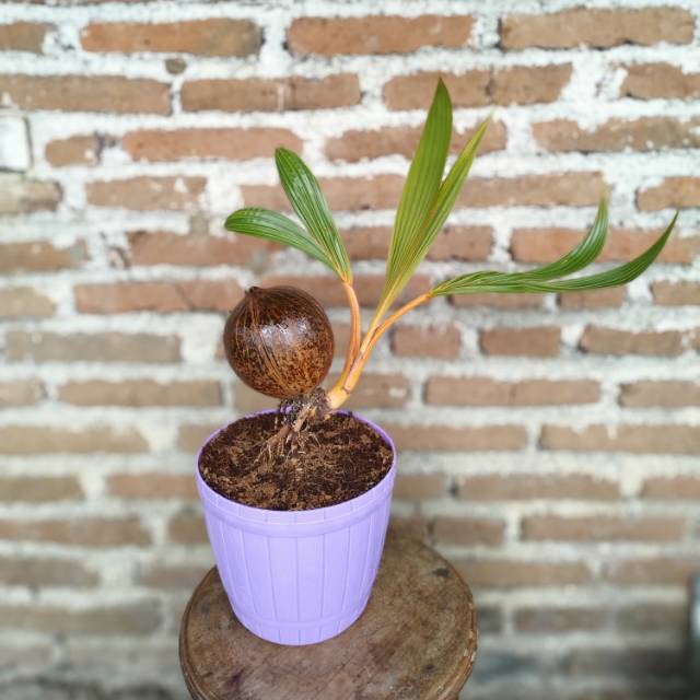 Jual Bonsai Kelapa Nungging Bonsai Unik Barang Unik Bunga Indonesia|Shopee  Indonesia