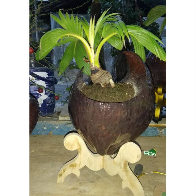 Jual Bonsai Kelapa Hijau Mini - Kelapa Kerdil - Tanaman Hias Bonsai  Indonesia|Shopee Indonesia