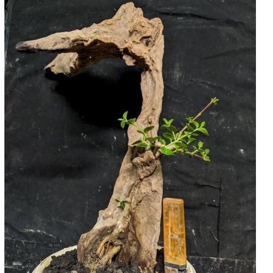 Jual Bonsai Sancang Mame Bahan Tanuki Style Realpic Indonesia|Shopee  Indonesia