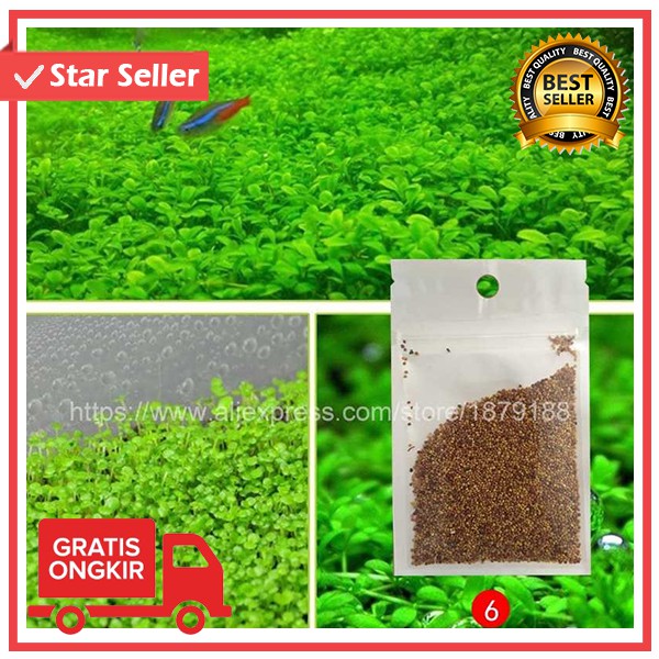 BIBIT RUMPUT AIR Dekorasi Aquarium Landscape Ornament / Bibit Rumput