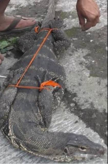 MINYAK BIAWAK ASLI @ MENYEMBUHKAN GATAL GATAL , ALERGI , DAN LUKA BAKAR @10  Ml | Shopee Indonesia