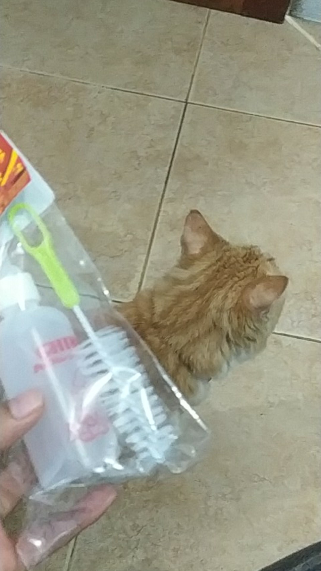 Dot kucing Shopee Indonesia