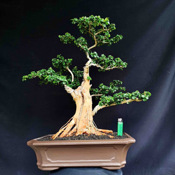 Jual Bonsai Tanaman Hias Pohon Sisir Kaliage Natural Kokoh Dan Berkarakter  Indonesia|Shopee Indonesia