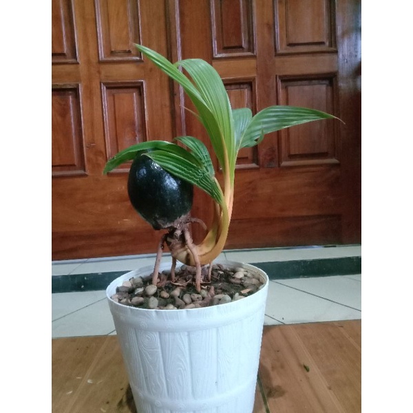 Harga Kelapa Bonsai Nungging Terbaru Maret 2022 | Biggo Indonesia