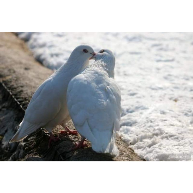 Jual Burung Merpati Putih Sepasang Indonesia|Shopee Indonesia 800_X_800_jpg