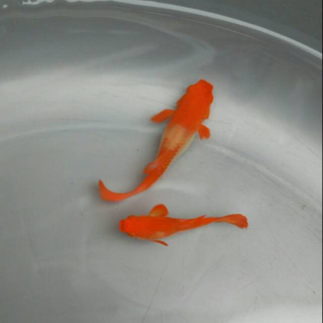 Jual Guppy King Koi Red Ear Top Grade Indonesia|Shopee Indonesia