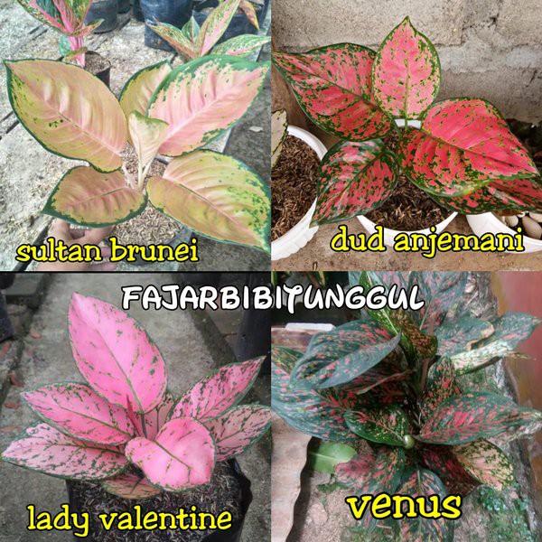 Harga Grosir Paket 4 jenis bunga aglonema sultan brunei-lady valentine-dut  anjemani-venus | Shopee Indonesia
