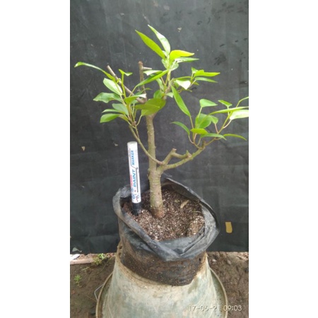 Jual Bahan Bonsai Beringin Hitam/Ficus Black Indonesia|Shopee Indonesia