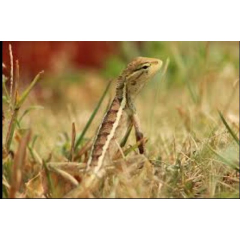 bunglon calotes bunglon taman atau londok | Shopee Indonesia