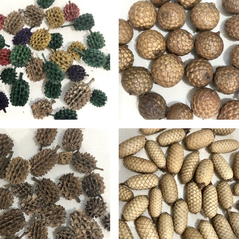 Jual Biji- Bijian, Biji Cemara, Biji Lontar Bulat Dan Lonjong, Bunga Pinus/Cemara/ Pine Cone Utk Bermain Indonesia|Shopee Indonesia 800_X_800_jpg