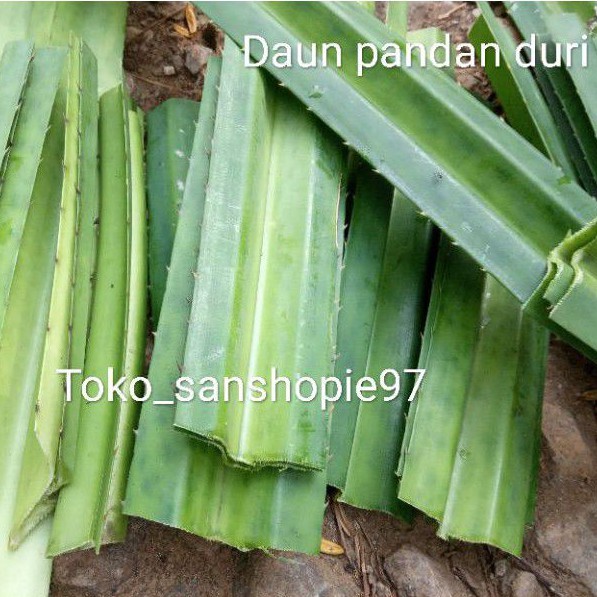 Jual daun pandan duri segar paket 500 gram restock | Shopee Indonesia