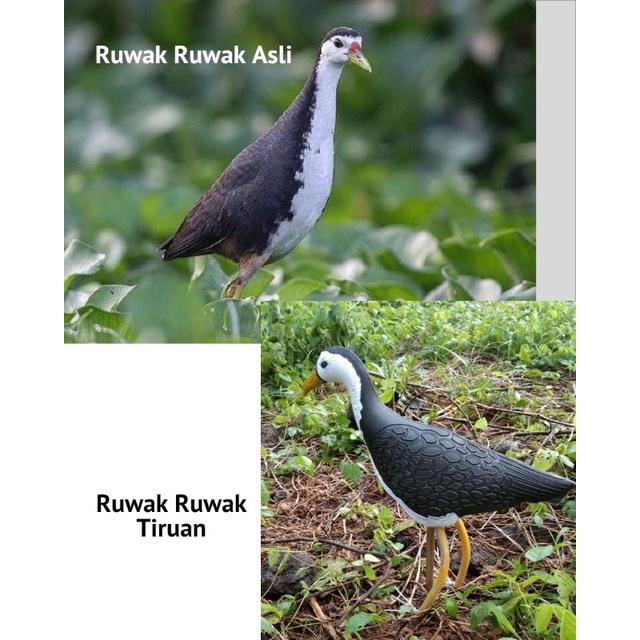 Jual Burung Ruak Ruak Indonesia|Shopee Indonesia 640_X_640_jpg