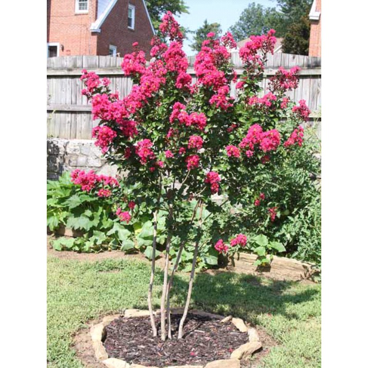 Wow 10+ Gambar Bunga Sakura Dalam Pot Gambar Bunga HD