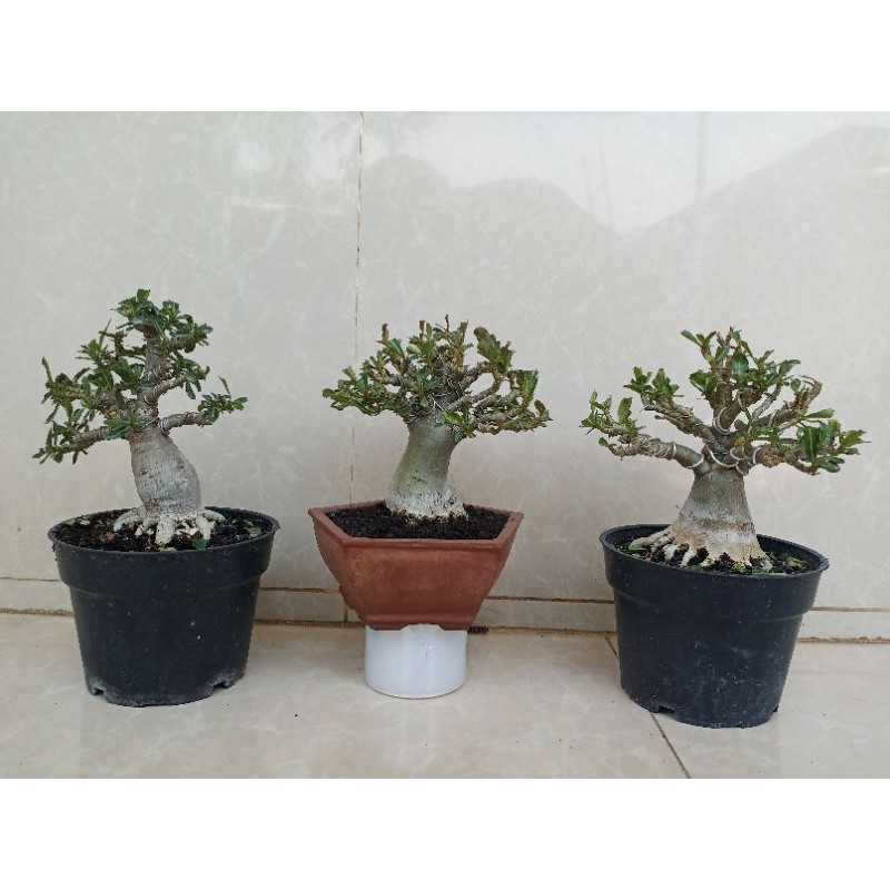 Jual Adenium Bahan Bonsai Mame Percabangan Indonesia|Shopee Indonesia