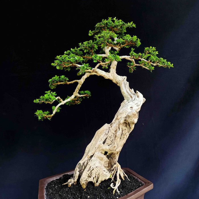 Jual Bonsai Tanaman Pohon Sancang Gaya Bunjin Berkarakter Juara Kontes  Indonesia|Shopee Indonesia