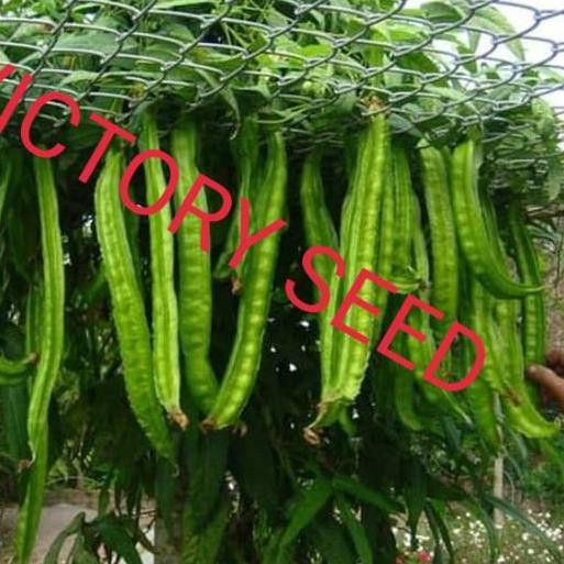 Terbaru - Promo 150 biji benih seed kecipir cicipir cipir jaat kelongkang  biraro psophocarpus tetrag | Shopee Indonesia