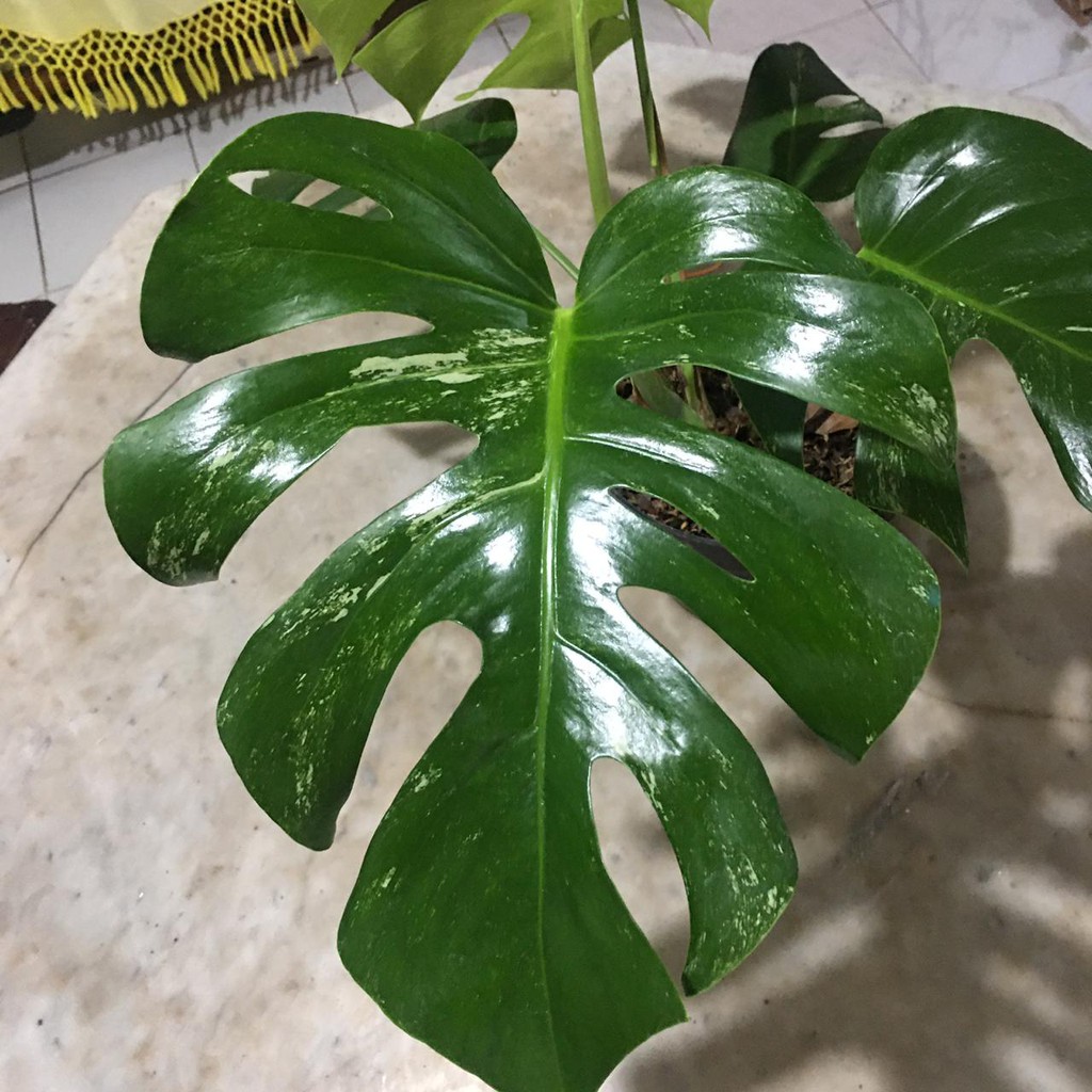 Harga Jual Monstera Variegata BacaanKita