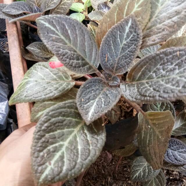Jual 2.2 Cod Sale Episcia Coklat - Tanaman Hias Gantung - Episcia- Tanaman Hias | Shopee Indonesia