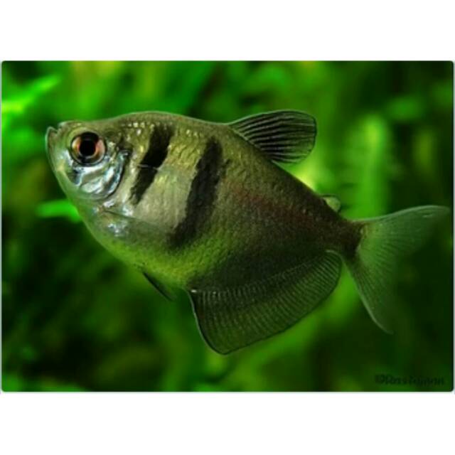 Jual Ikan hias black tetra size M Indonesia|Shopee Indonesia